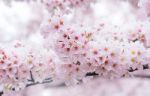 Cherry Blossom With Soft Focus, Sakura Season In Korea,background Stock Photo