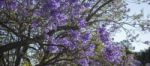 Colourful Blooming Jacaranda Tree Stock Photo