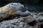 Fuengirola, Andalucia/spain - July 4 : Komodo Dragon (varanus Ko Stock Photo