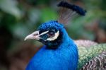 Peacock (pavo Cristatus) Stock Photo