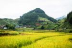 Close Up Rice Fields On Terraced Of Yellow Green Rice Field Landscape Stock Photo