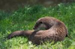 Eurasian Otter (lutra Lutra) Stock Photo