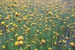 
Xyridaceae Beautiful Field Full Of Yellow Stock Photo