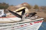 Anchored Boat With Seagulls Stock Photo