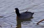 Beautiful Background With Amazing American Coot In The Lake Stock Photo