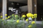 Marigold Flowers In Front Of Home Garden Stock Photo