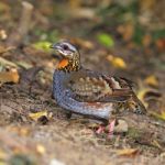 Rufous-throated Partridge Stock Photo