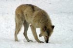 A White Wolf In The Snow Stock Photo