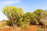 Candelabra Euphorbia Tree Euphorbia Candelabrum, Kenya Stock Photo