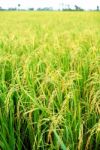 Rice Plantation Stock Photo