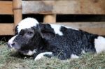 Close-up Of Calf Stock Photo