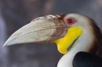 Hornbill Stock Photo