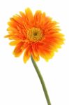 Beautiful Yellow Gerbera Stock Photo