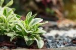 Plants On Pots Stock Photo