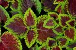 Coleus Stock Photo