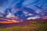 Colorful Hill Slope Covered By Violet Heather Flowers Stock Photo