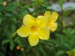 Allamanda Cathartica Or Golden Trumpet Vine Stock Photo