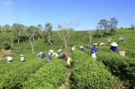 Dalat, Vietnam, July 30, 2016: A Group Of Farmers Picking Tea On A Summer Afternoon In Cau Dat Tea Plantation, Da Lat, Vietnam Stock Photo