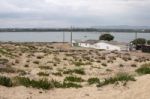 Sand Dune Vegetation Stock Photo