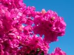 Bougainvillea In Marbella Stock Photo