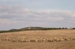 Herd Of Sheep On Nature Stock Photo