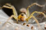 
Ambush Prey On Spider Webs Trap Nests Stock Photo