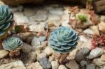 Succulent Plant Stock Photo