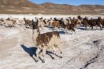 Salt Lake - Salar De Uyuni In Bolivia Stock Photo