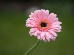 Pink Gerbera (asteraceae) Stock Photo