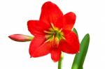 Beautiful Red Lily  Stock Photo