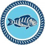 Sheepshead Fish Rope Circle Retro Stock Photo