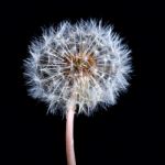 Blowball Of Dandelion Flower Stock Photo