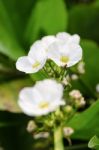 White Flower Of Creeping Burhead Stock Photo