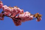 Tree With Pink Flowers Stock Photo