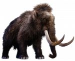 Mammoth Stock Photo