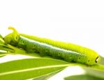 Green Worm Stock Photo