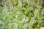 Freshly Aroma Herbs Growing In The Garden Stock Photo