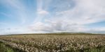 Cotton Field In The Countryside Stock Photo