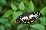 Lime Butterfly Stock Photo