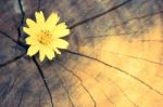 Closeup Singapore Daisy Flower With Wood Background Stock Photo