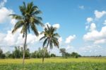 Green Rice Field Stock Photo