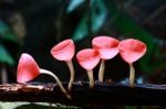 Pink Burn Cup, Fungi Cup Stock Photo