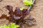 Plantation Of Lettuce In A Greenhouse In The Organic Garden Stock Photo