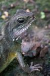 Chinese Water Dragon (physignathus Cocincinus) Stock Photo