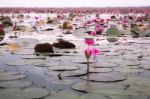 Pink Lotus Flowers In The Lake Panning On Boat Stock Photo