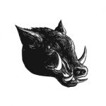 Razorback Wild Boar Scratchboard Stock Photo