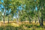 Small Birch Grove Stock Photo