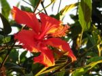 Red Hibiscus Stock Photo