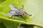 Flesh Fly Stock Photo