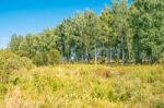 Small Birch Grove Stock Photo